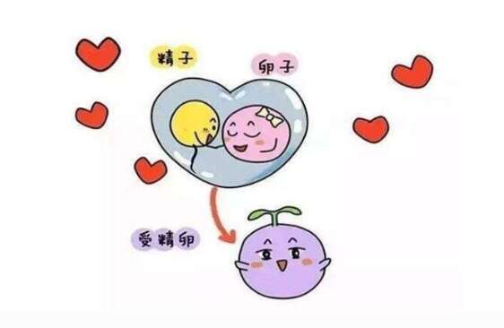 囊胚移植和普遍胚胎移植有什么区别？囊胚移植的优点是什么