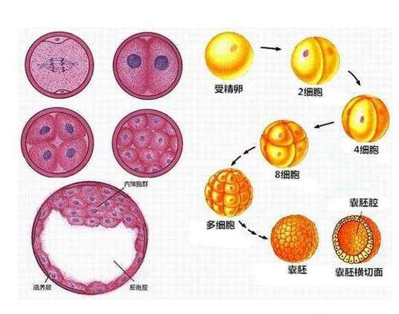 受众多人青睐的囊胚具有什么优势？哪些人适合养囊？