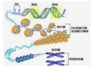 胚胎染色体异常是什么原因造成的？