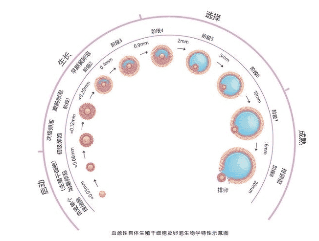 什么是闭锁卵泡及原因和注意事项