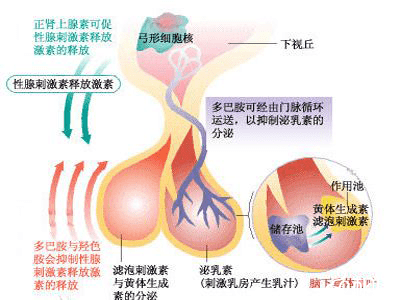 促性腺激素释放激素