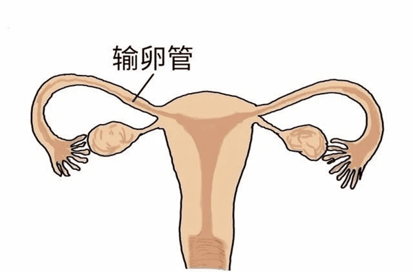 女性其输卵管粘连，自然怀孕的几率解读