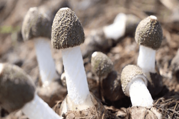 孕妇也能吃竹荪，但是要注意适量