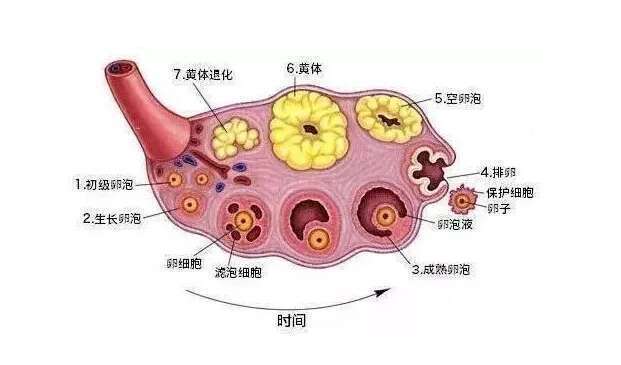 试管促排后出现黄体囊肿现象多吗?黄体囊肿VS卵泡囊肿