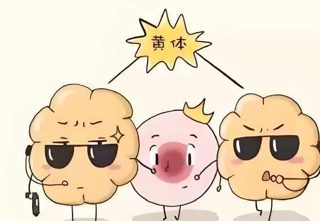 黄体期孕酮多少正常值？有什么作用？