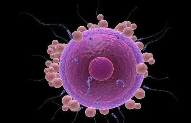 子宫腺肌症做试管流程一览，这5个步骤一个都不能少