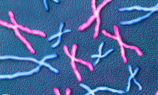 胚胎染色体变异一般有哪几种类型？1分钟告诉你真相