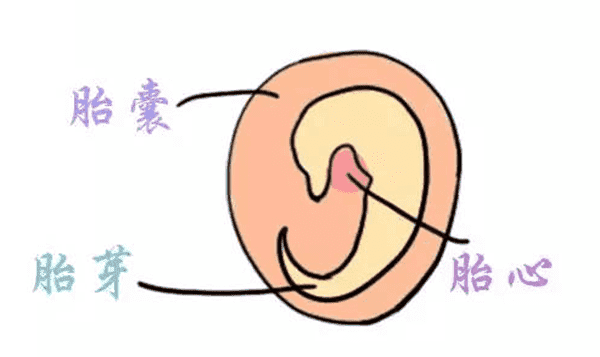 怀孕8周了还未见到胎芽胎心正常吗？