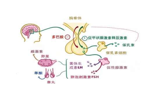 泌乳素高影响试管移植成功率吗?正常都达不到泌乳素标准