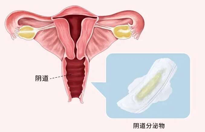 试管第6天总有水样分泌物流出是胚胎还是白带?
