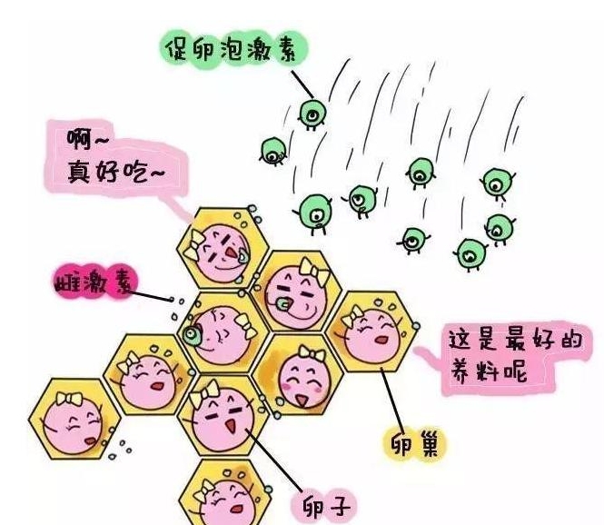 解读试管婴儿促排会不会提前排卵，医生：药物敏感度是关键