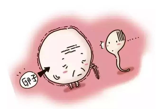 透明带异常对试管婴儿的影响汇总，着床困难危害很严重
