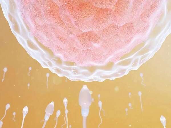 质量比较差的3级胚胎可以养囊成几级囊胚?