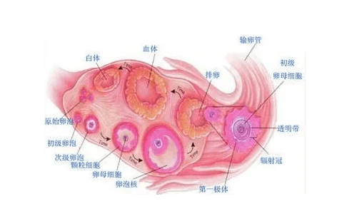 多囊卵巢患者是做人工授精好还是做三代试管好？