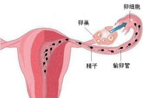 输卵管过长三代试管的周期是从什么时候开始算的？