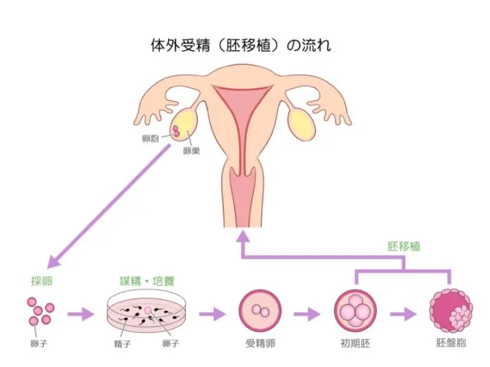 试管移植什么胚胎移植比较好	