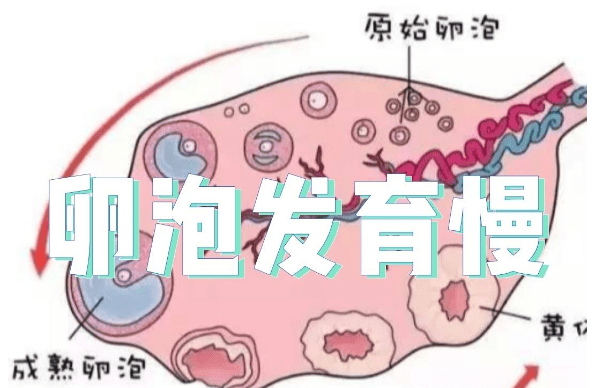 卵泡发育异常昆明做一次试管包怀孕大概费用要多少？