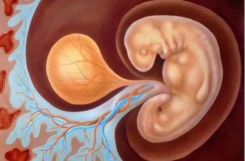 弱畸精子症可以怀孕吗,畸形精子症怎么治疗	
