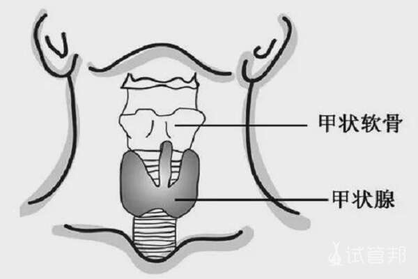 甲状腺功能异常试管移植5ba囊胚最早几天着床？