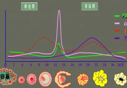 管腔积水试管选择长方案促排为什么fsh值会不断升高？