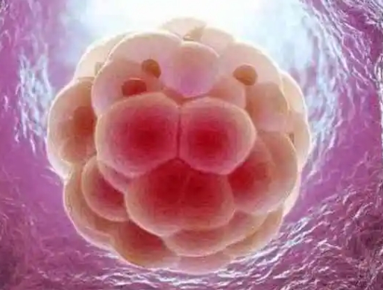 试管取精后的精子处理：揭秘生育希望的关键环节
