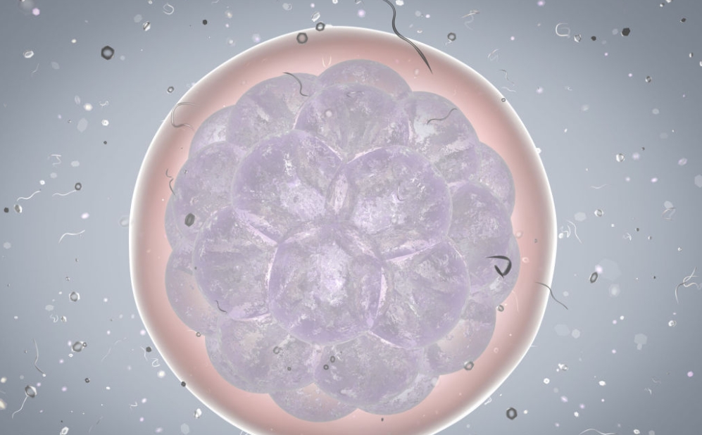 精子质量差与试管二代：成功率及精子挑选之析
