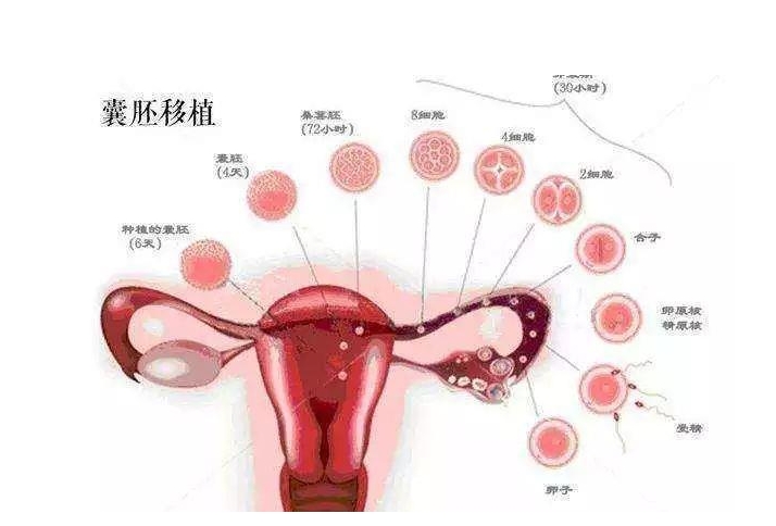 做二代试管婴儿女性需要取卵吗？