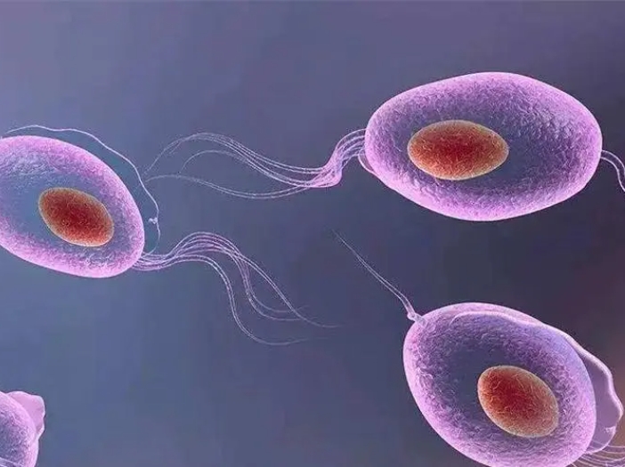 男性精子畸形率高，试管婴儿的胚胎质量会受影响吗？