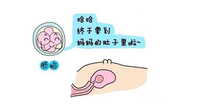 试管移植一步法二步法怎么选？选择合适才是关键！