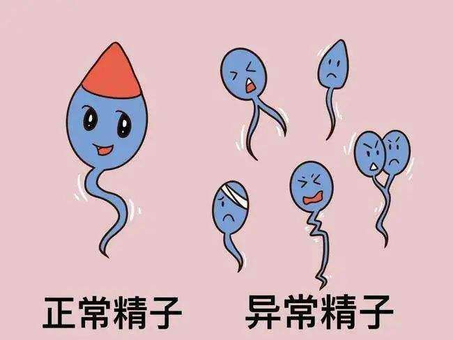 拉拉可以去福建做试管吗？大概需要花费多少钱
