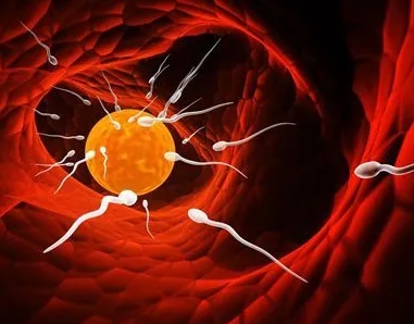 高胆固醇血症在上海做三代试管的步骤有哪些？15万元够做三代吗