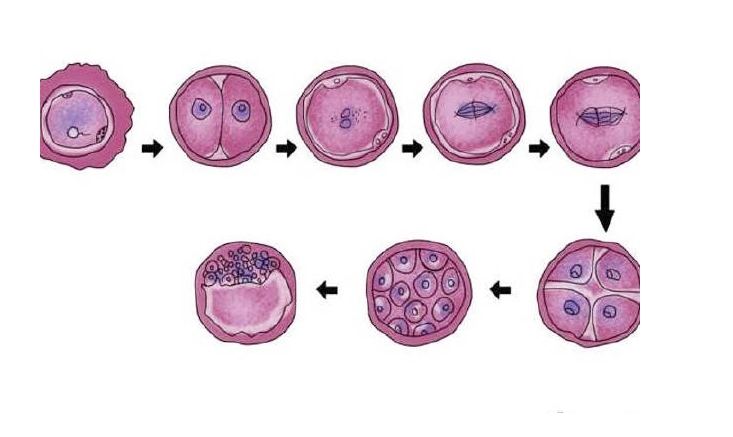 子宫息肉在上海做三代试管的成功率高吗？如何才能提升试管成功率