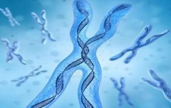 多囊在马来西亚做三代试管的成功率高吗？如何才能提升试管成功率