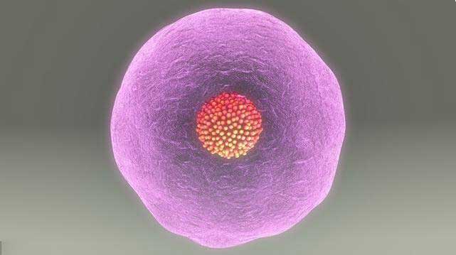 甲减在北京做三代试管的费用贵吗？费用明细是怎么样的