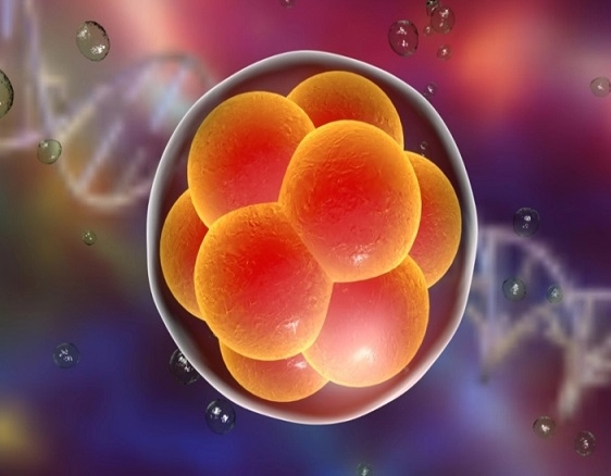 3个卵泡试管婴儿成功率大吗？能怀孕吗？