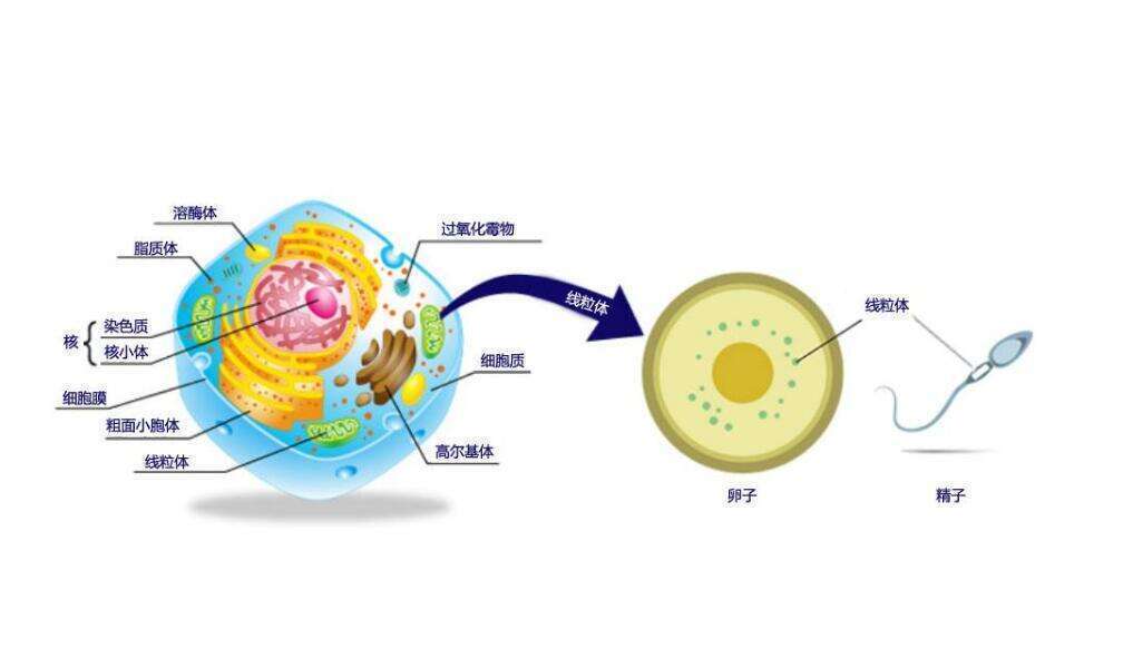 三代试管婴儿能阻断家族性遗传乳腺癌，吗