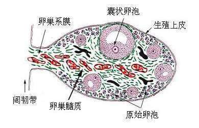 试管婴儿要不要养囊？看完就知道了