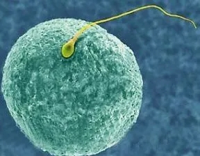 荆州有哪些私立机构可以做第三代试管婴儿？费用贵吗？