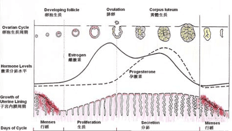 试管婴儿移植成功后，究竟有哪些误区需要避开呢？