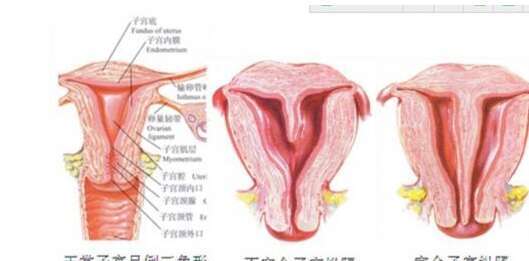 做试管婴儿的过程中怎么处理普通感冒呢？