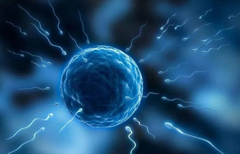 男性备孕精子要攒几天？