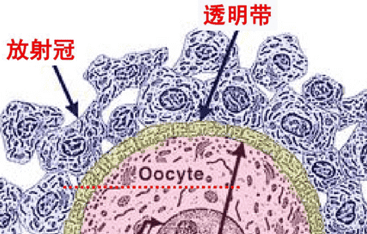 葫芦岛龙港区试管婴儿哪个医院好？