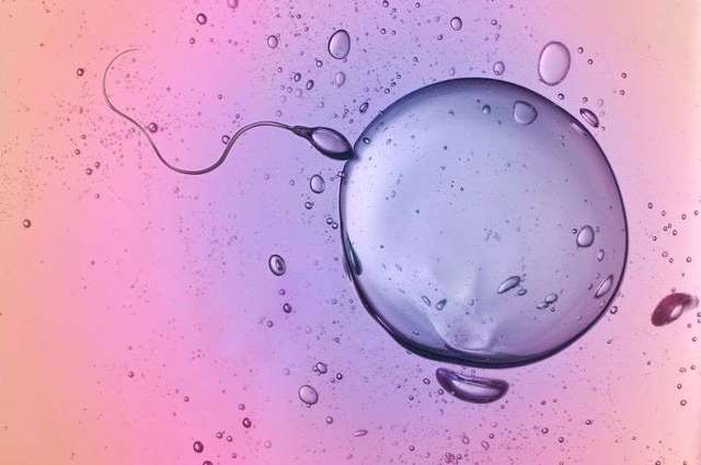 宫外孕复发率高？试管婴儿这样做可以有效避免