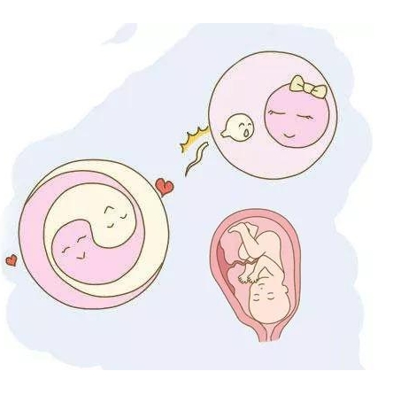 探秘泰国试管婴儿费用概览