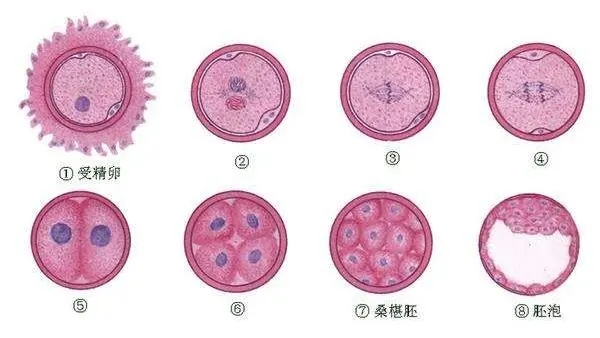 40岁女性去美国做试管成功率有多大？高龄女性美国试管婴儿成功率高吗？