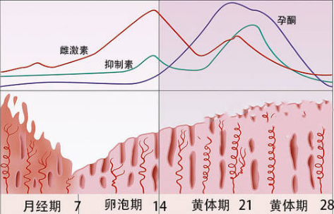 试管前要服用多少雌二醇才能增厚子宫内膜？