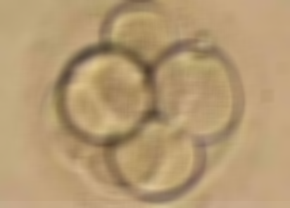 试管移植囊胚之后囊胚会跑到输卵管中吗？